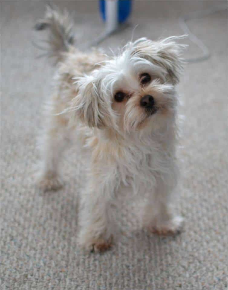 a white morkie standing on the carpet with frizzy hair and his head tilted to the side.