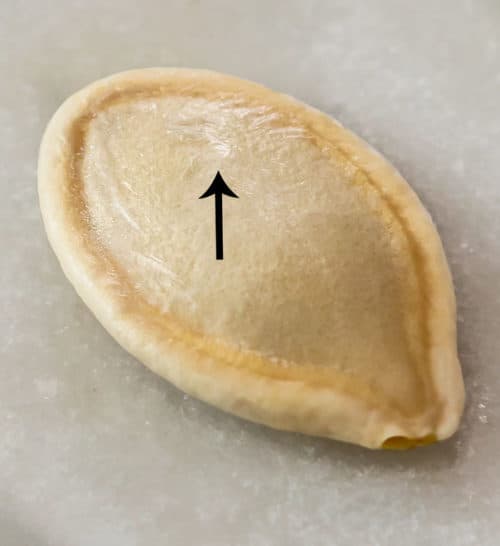 A close up view of a pumpkin seed with an arrow pointing to the membrane.
