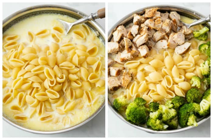 Pasta shells in an alfredo sauce with chicken and broccoli