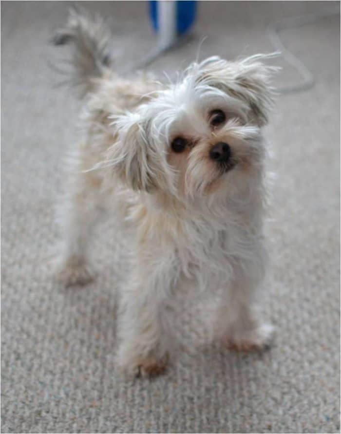 A white morkie with frizzy hair looking at the camera with his head tilted to the side.
