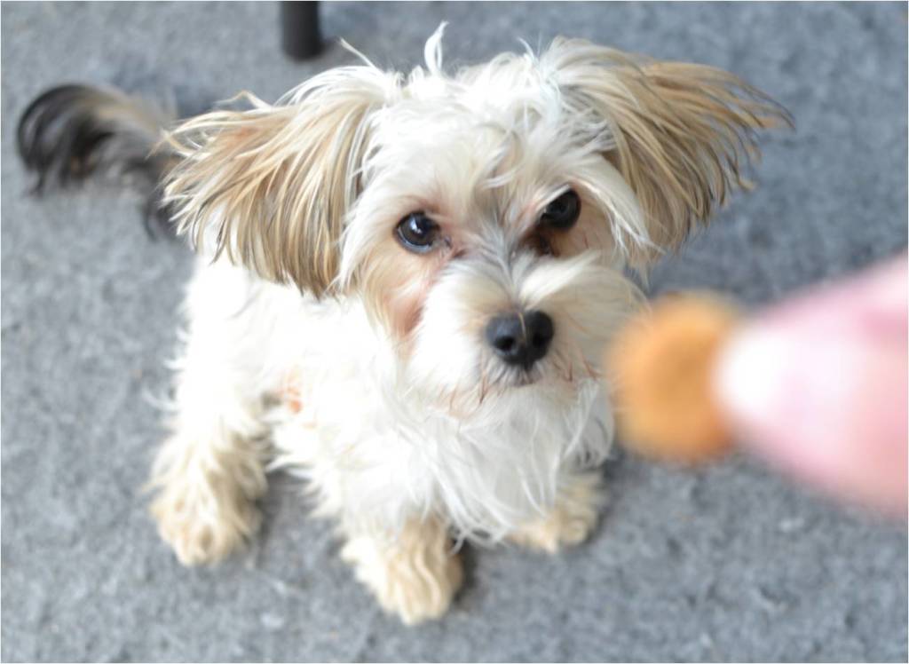 a white morkie sitting and staring at a small treat being held in front of him.