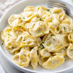 Tortellini in a creamy sauce on a white plate.